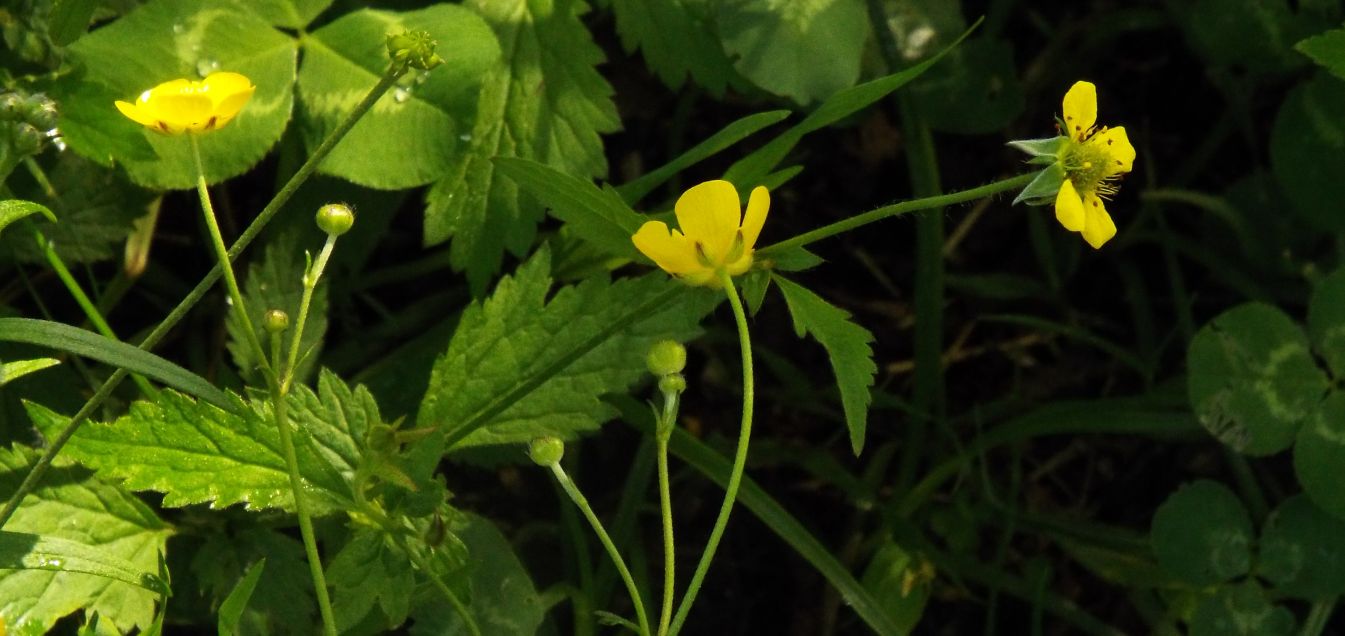 Ranunculus cfr. acris e Geum urbanum