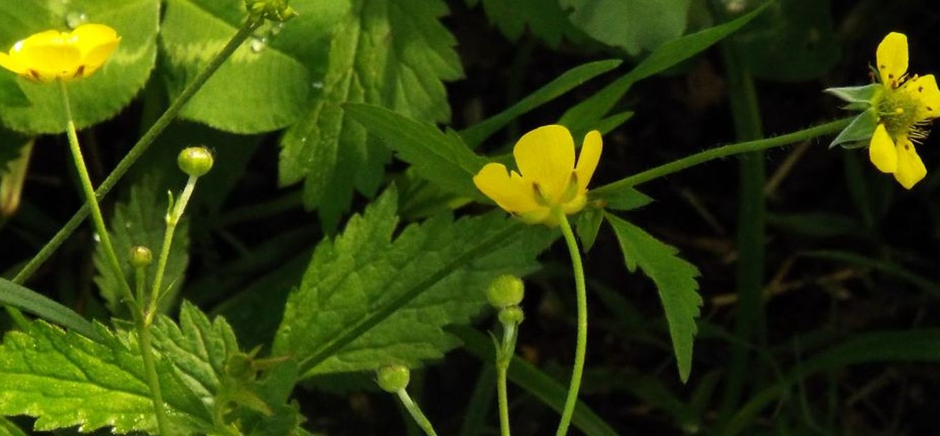 Ranunculus cfr. acris e Geum urbanum