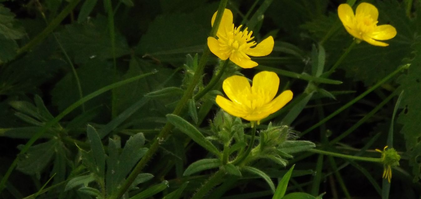 Ranunculus cfr. acris e Geum urbanum