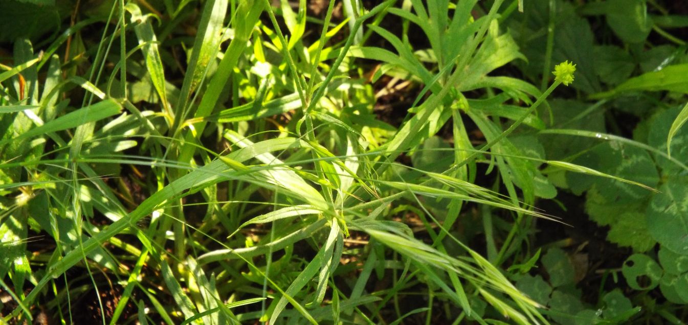 Ranunculus cfr. acris e Geum urbanum