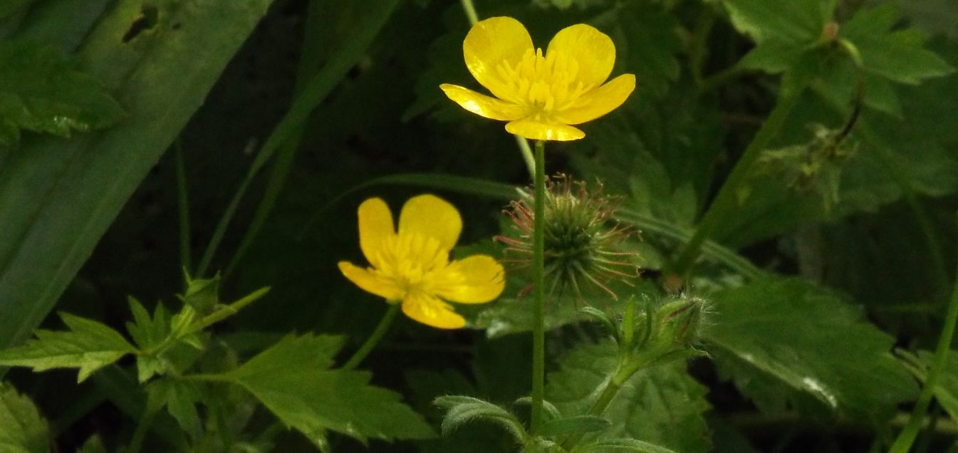 Ranunculus cfr. acris e Geum urbanum