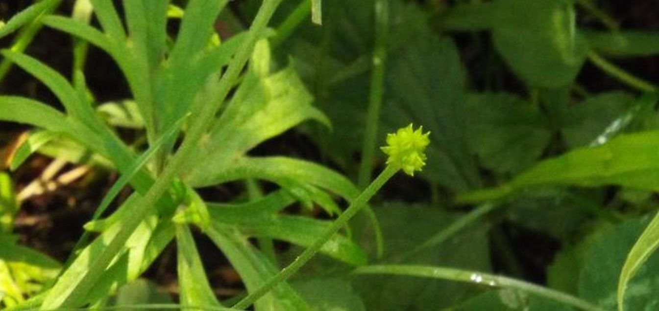 Ranunculus cfr. acris e Geum urbanum