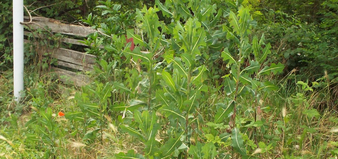 Lactuca sativa subsp. serriola