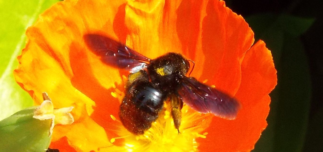 Apidae: '' una Xylocopa?  S, Xylocopa cfr. violacea, maschio