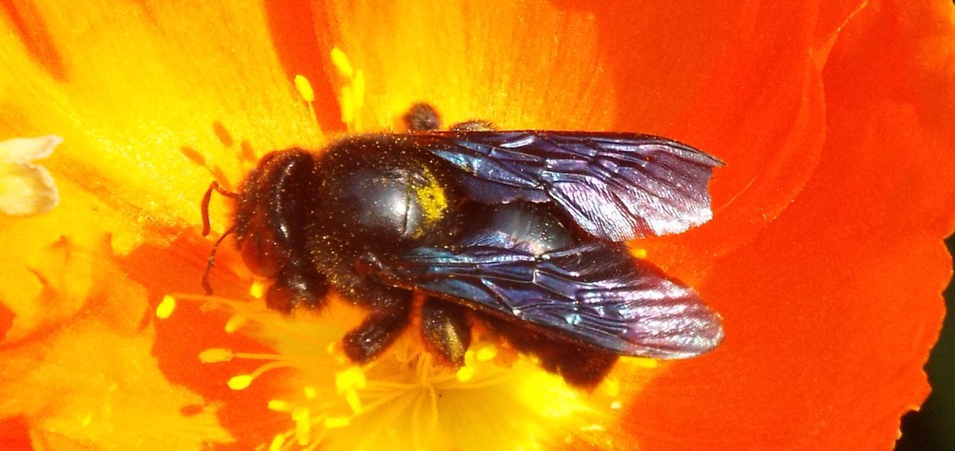 Apidae: '' una Xylocopa?  S, Xylocopa cfr. violacea, maschio