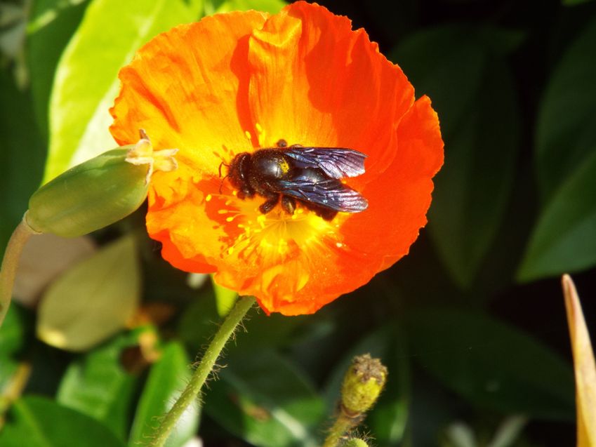Apidae: '' una Xylocopa?  S, Xylocopa cfr. violacea, maschio