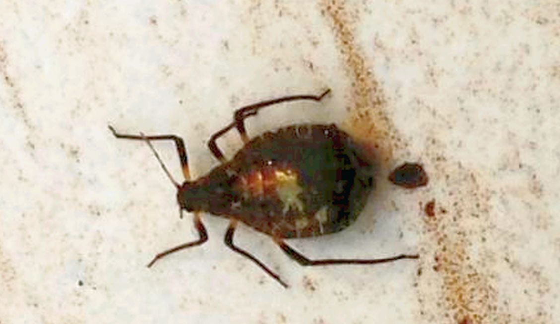 Invasione insetti: Cinara confinis (Aphididae)