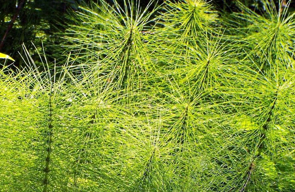 Equisetum palustre ?  No, Equisetum arvense