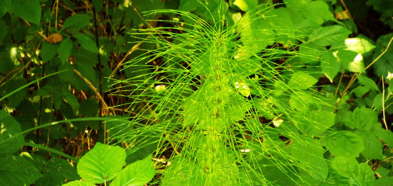Equisetum palustre ?  No, Equisetum arvense