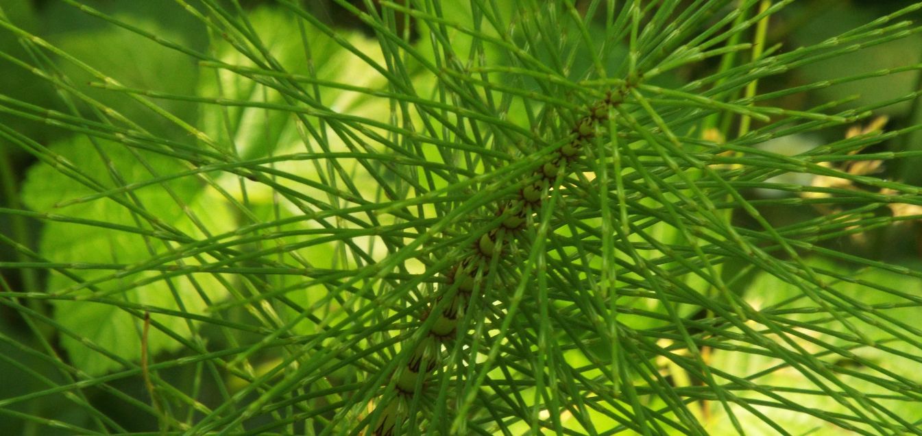 Equisetum palustre ?  No, Equisetum arvense