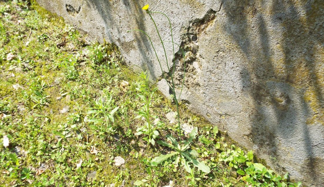 Asteraceae: Hypochaeris radicata