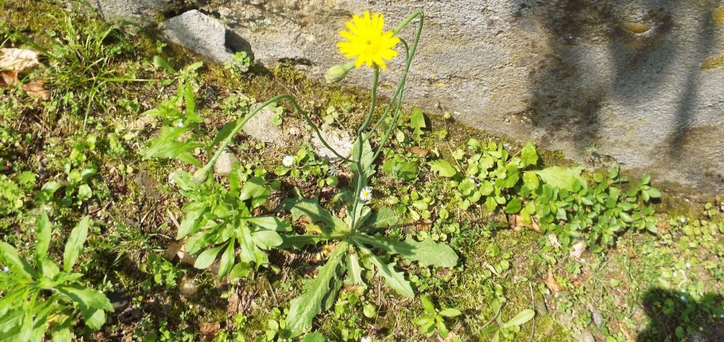 Asteraceae: Hypochaeris radicata