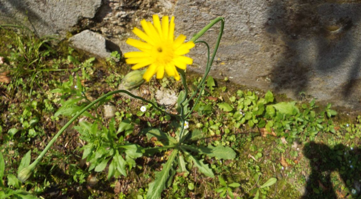 Asteraceae: Hypochaeris radicata