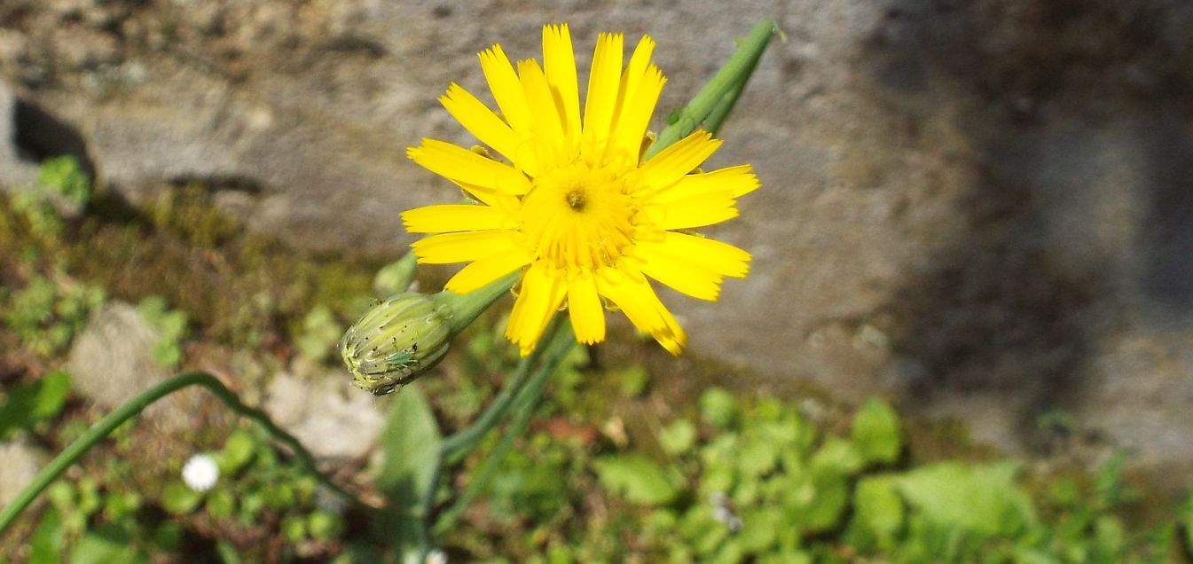 Asteraceae: Hypochaeris radicata