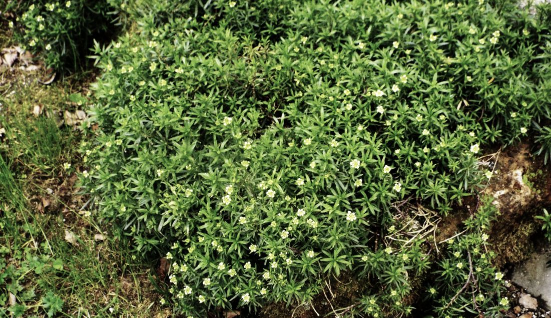 Iberis sempervirens (Brassicaceae)