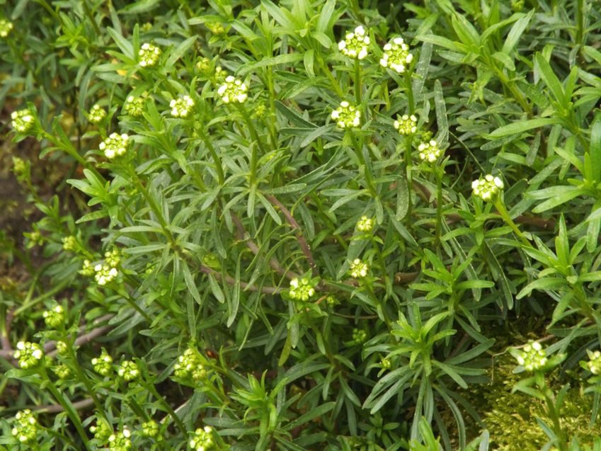 Iberis sempervirens (Brassicaceae)