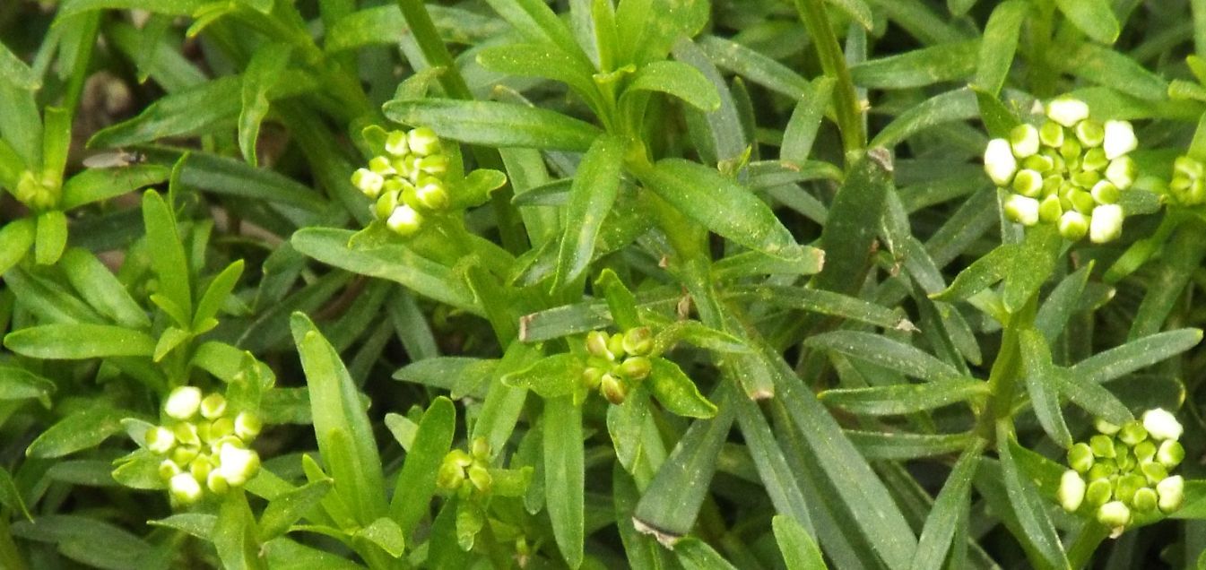 Iberis sempervirens (Brassicaceae)