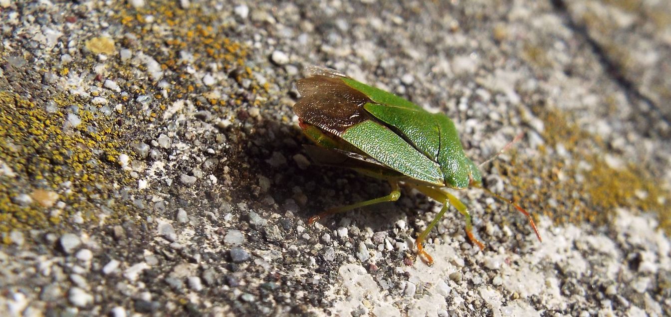 Pentatomidae:  un Acrosternum ?  No,  Palomena prasina