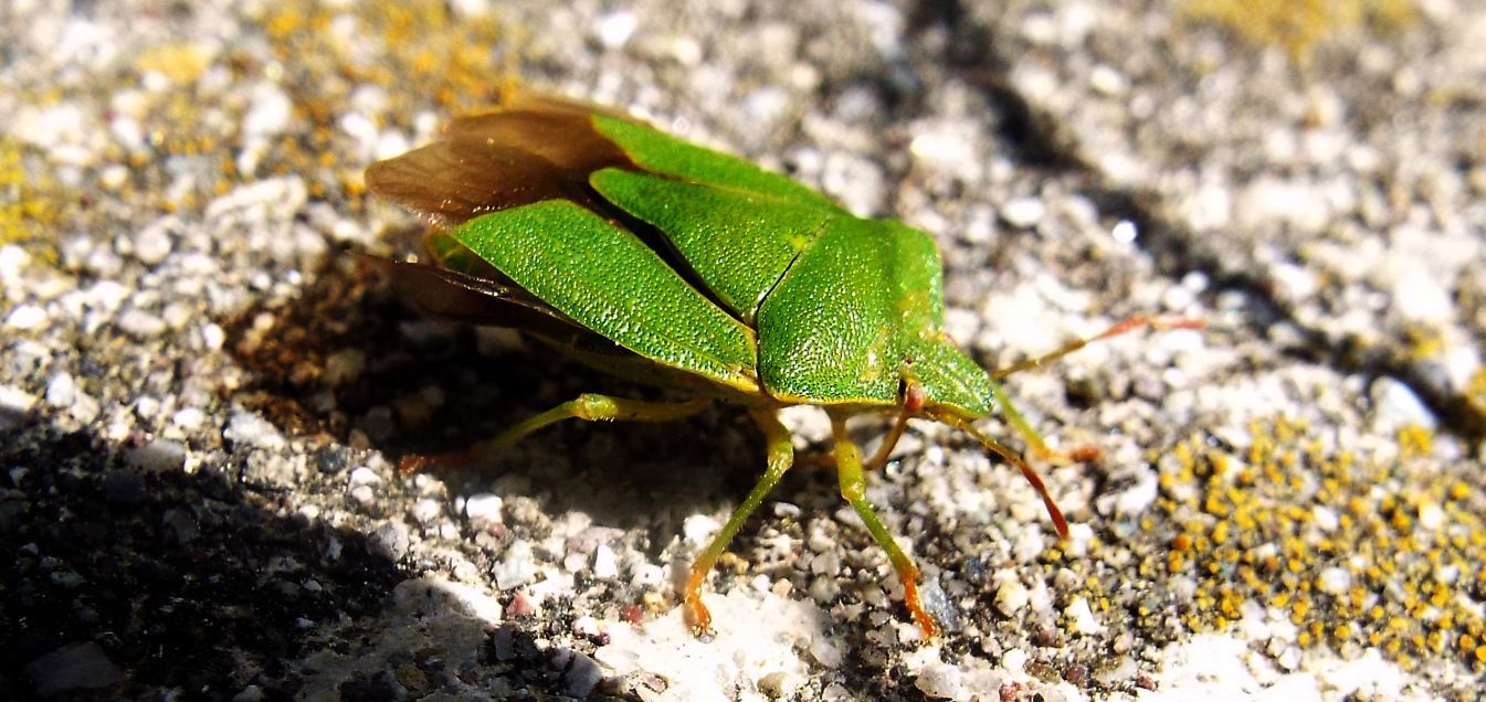 Pentatomidae:  un Acrosternum ?  No,  Palomena prasina