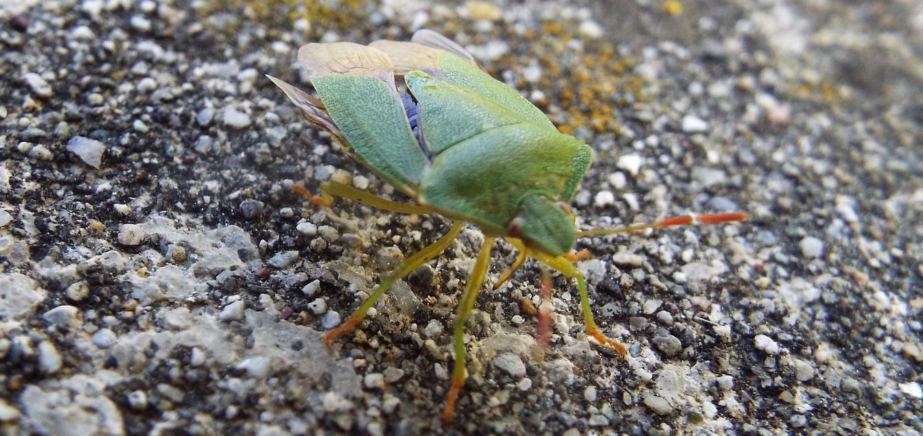 Pentatomidae:  un Acrosternum ?  No,  Palomena prasina