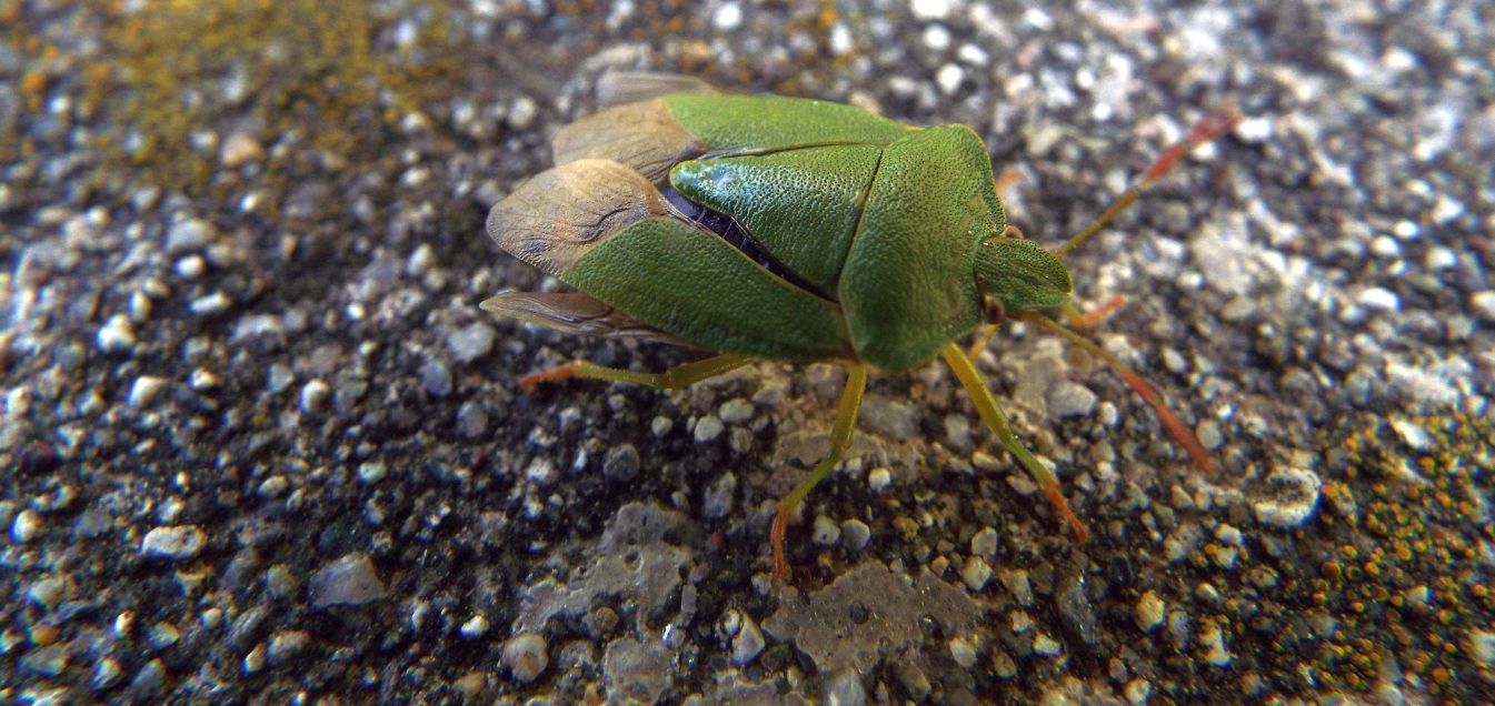 Pentatomidae:  un Acrosternum ?  No,  Palomena prasina