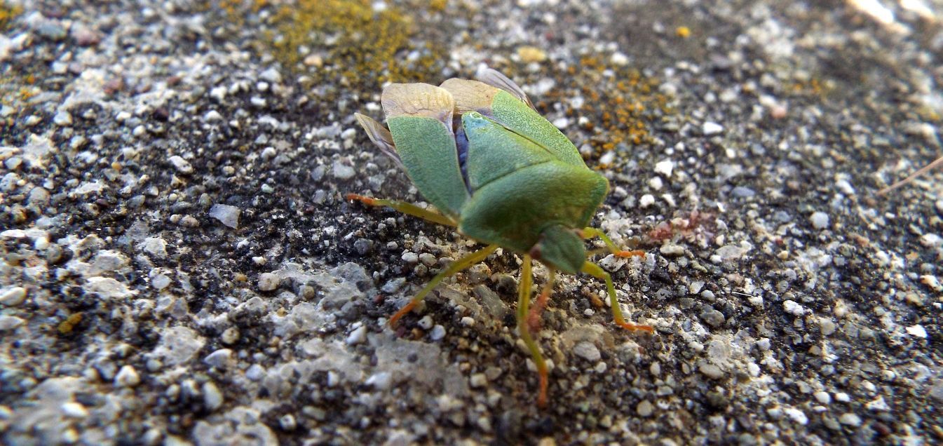 Pentatomidae:  un Acrosternum ?  No,  Palomena prasina