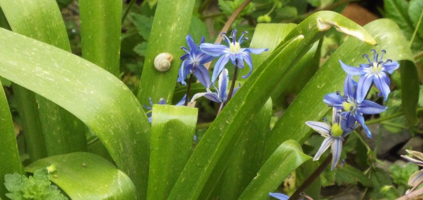 Scilla sp. ?(Asparagaceae)