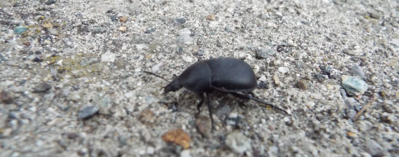 Silphidae: Ablattaria laevigata