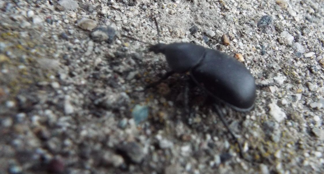 Silphidae: Ablattaria laevigata