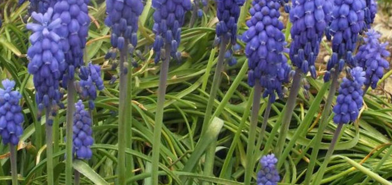 Muscari neglectum (Asparagaceae)