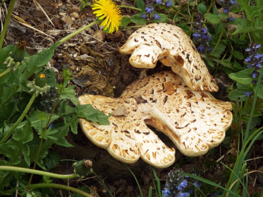 Su un vecchio ceppo:  Polyporus squamosus (Polyporaceae)