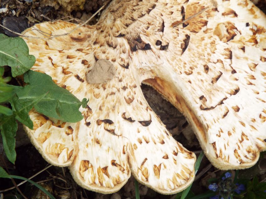 Su un vecchio ceppo:  Polyporus squamosus (Polyporaceae)