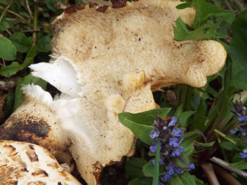 Su un vecchio ceppo:  Polyporus squamosus (Polyporaceae)