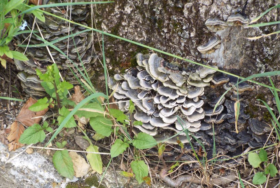 Ancora su un ceppo:  Trametes versicolor (Polyporaceae)