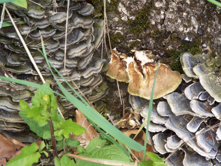 Ancora su un ceppo:  Trametes versicolor (Polyporaceae)