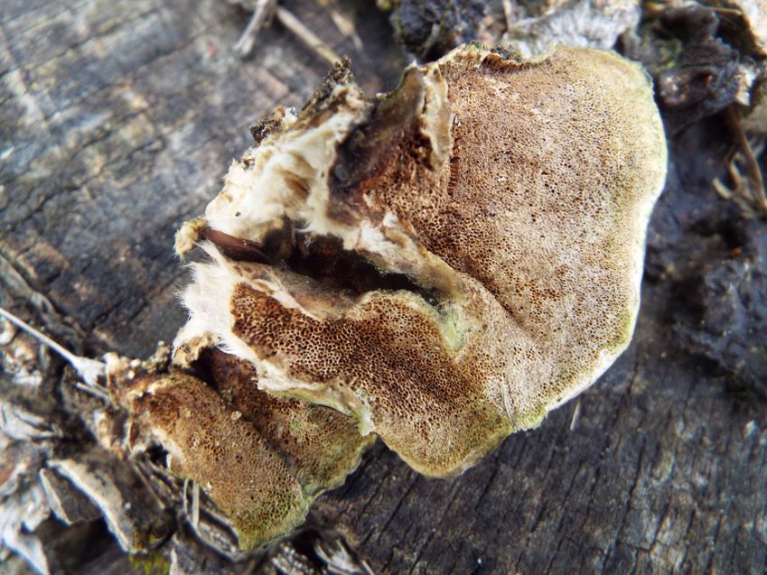 Ancora su un ceppo:  Trametes versicolor (Polyporaceae)