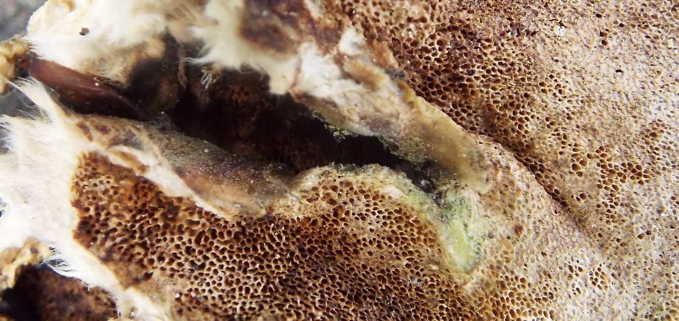 Ancora su un ceppo:  Trametes versicolor (Polyporaceae)