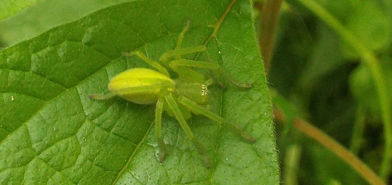 Micrommata virescens - Cornaredo (MI)