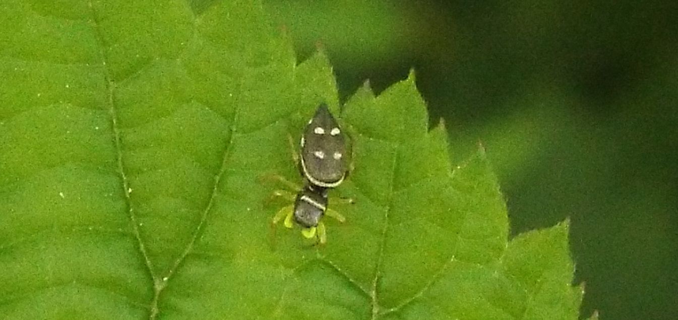 Heliophanus sp. - Cornaredo (MI)
