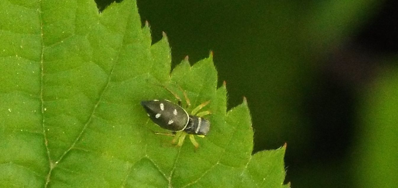 Heliophanus sp. - Cornaredo (MI)