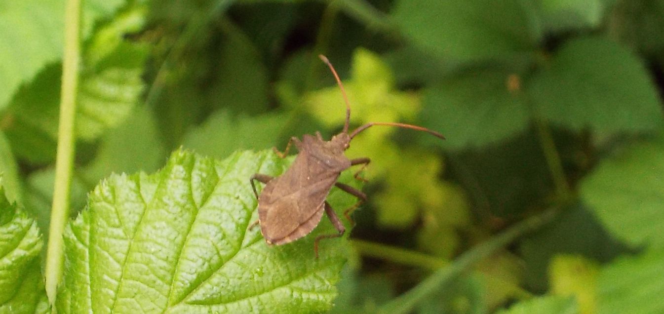 Coreidae: Coreus marginatus