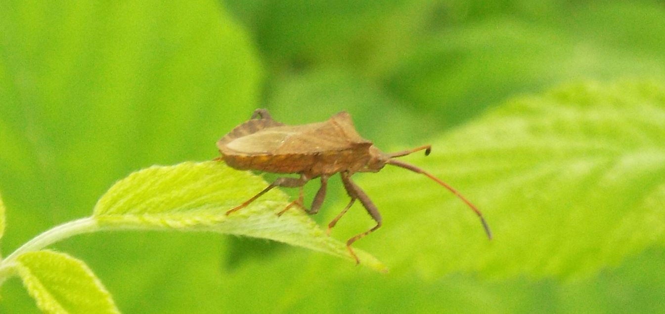 Coreidae: Coreus marginatus