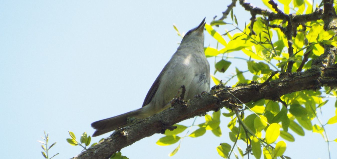 Capinera (Sylvia atricapilla),  maschio