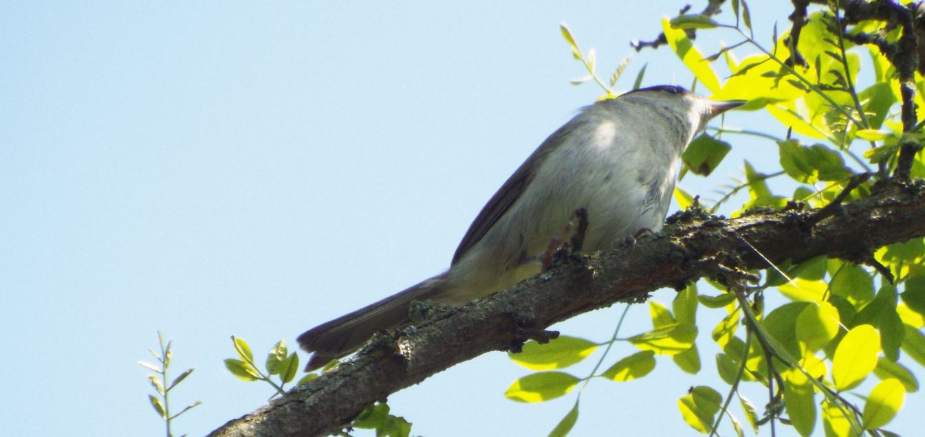 Capinera (Sylvia atricapilla),  maschio