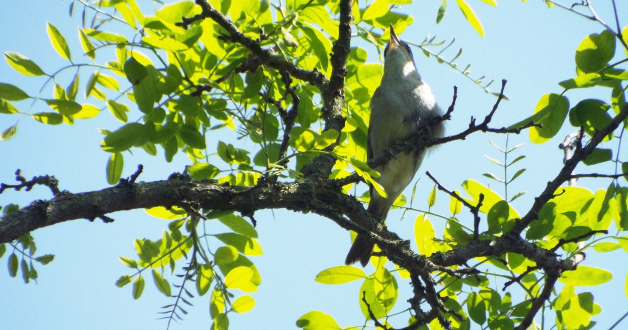 Capinera (Sylvia atricapilla),  maschio