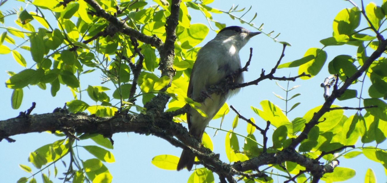 Capinera (Sylvia atricapilla),  maschio