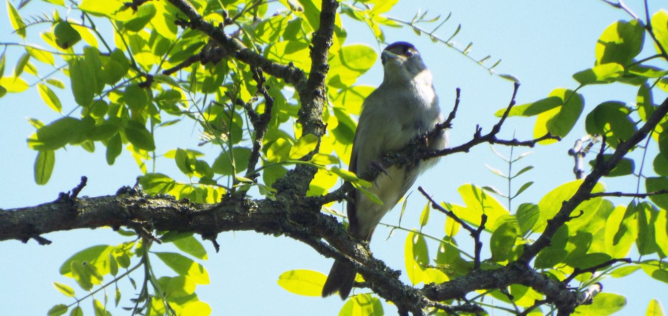 Capinera (Sylvia atricapilla),  maschio