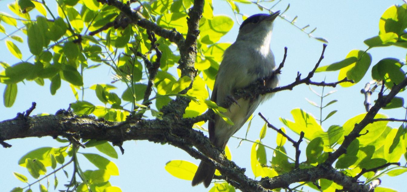 Capinera (Sylvia atricapilla),  maschio