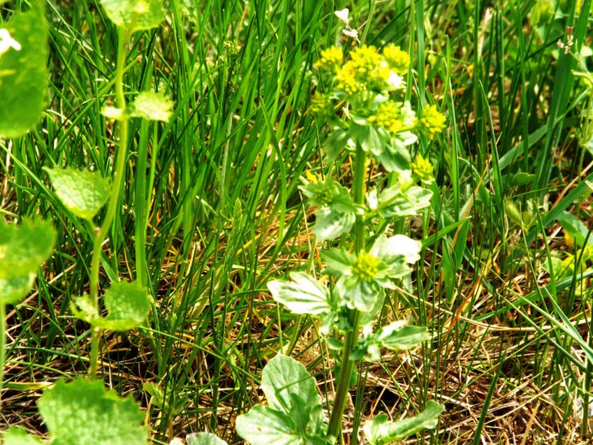 Barbarea vulgaris / Erba di Santa Barbara comune