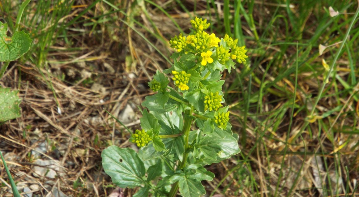 Barbarea vulgaris / Erba di Santa Barbara comune
